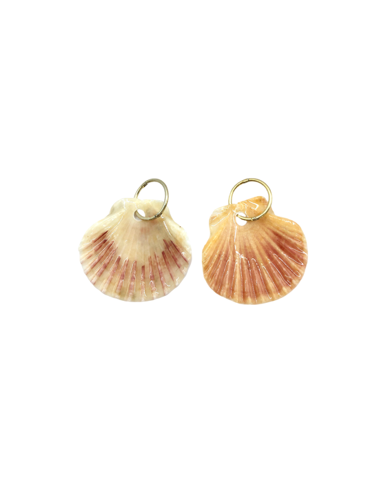 Seashells - Ready to ship