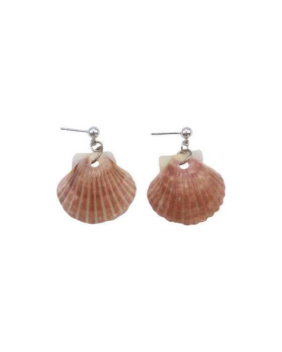 Seashells - Ready to ship