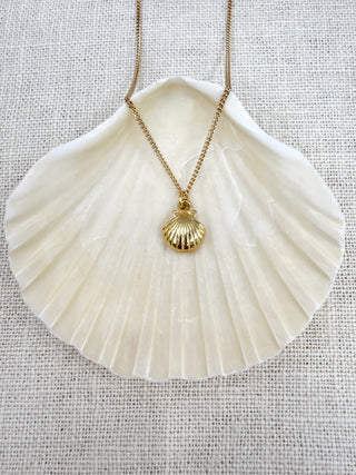 Scallop Shell | Necklace