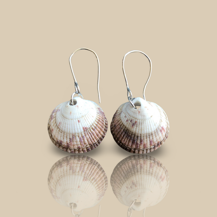 Seashells - Ready to ship