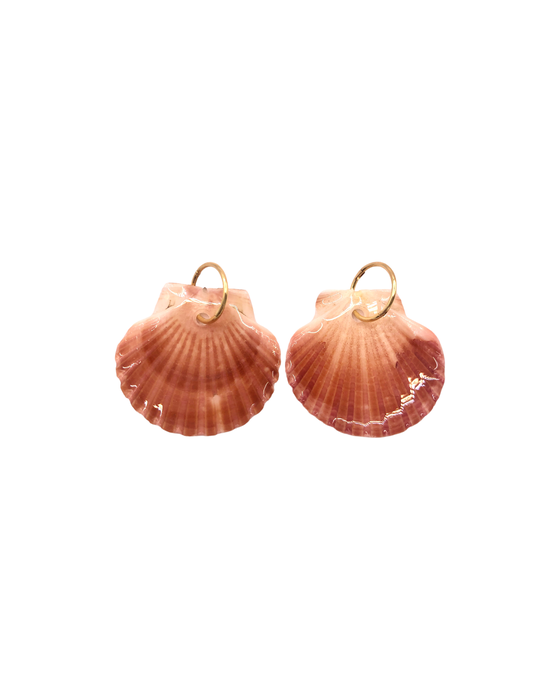 Seashells - Ready to ship
